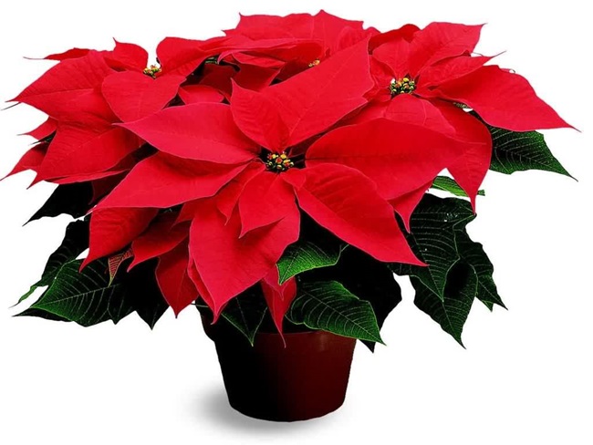 Poinsettia Outreach